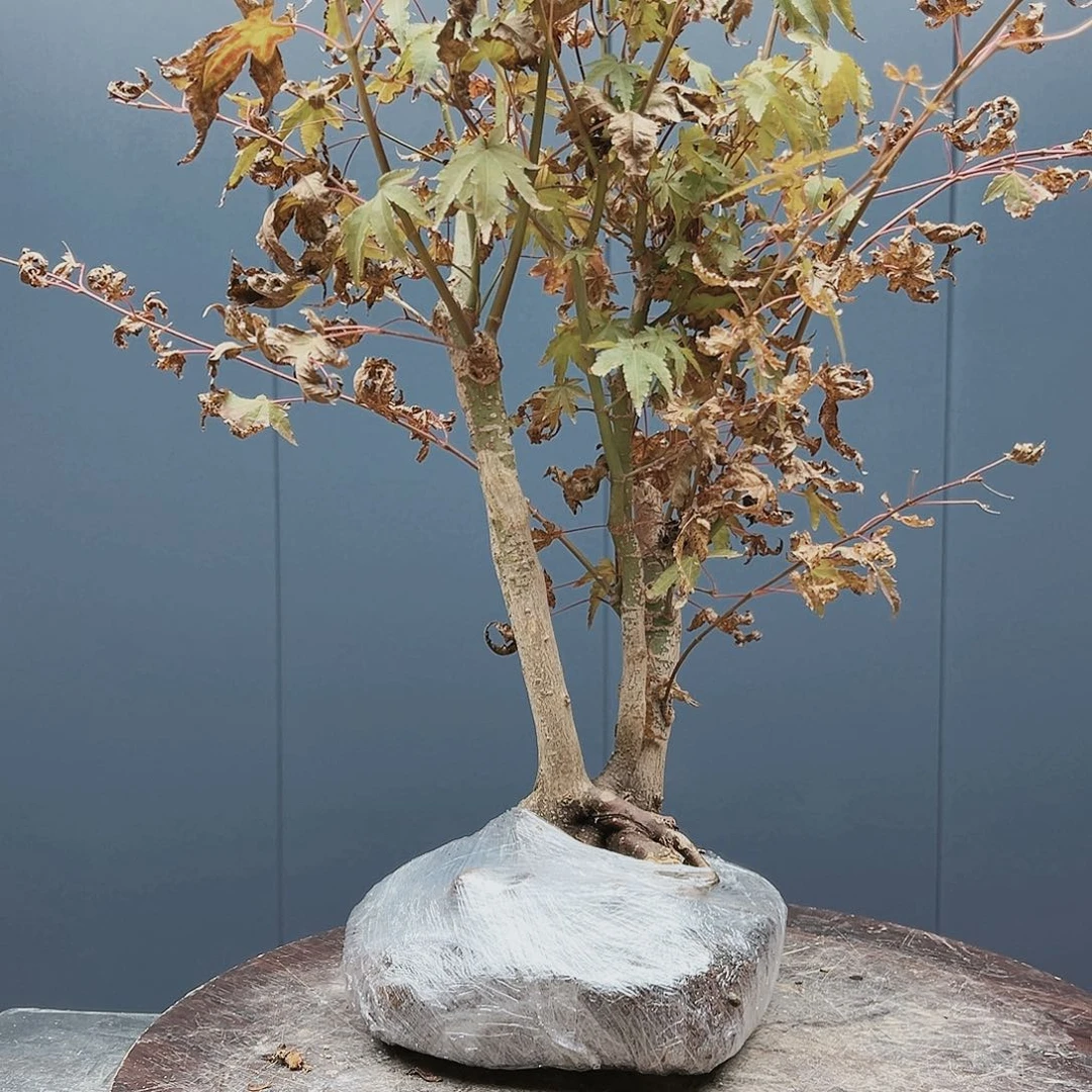 盆景皋月杜鹃4939秋*浓