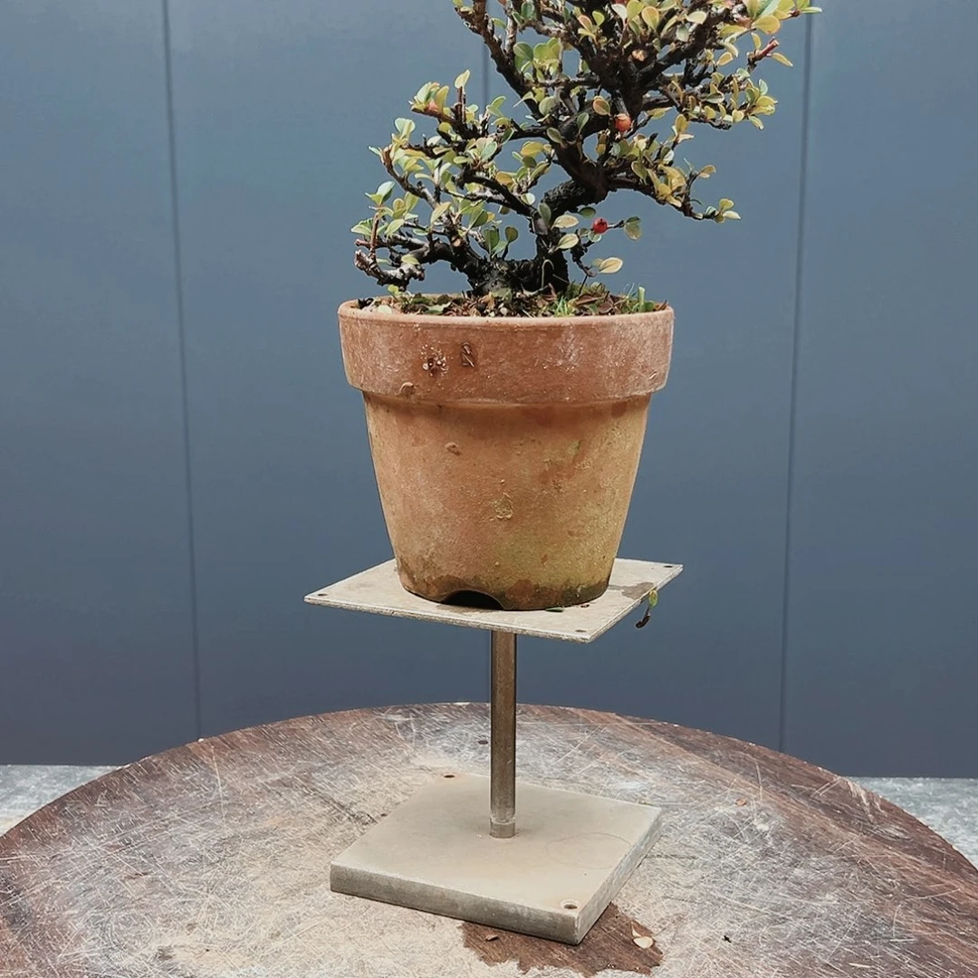 盆景皋月杜鹃4315辉***8