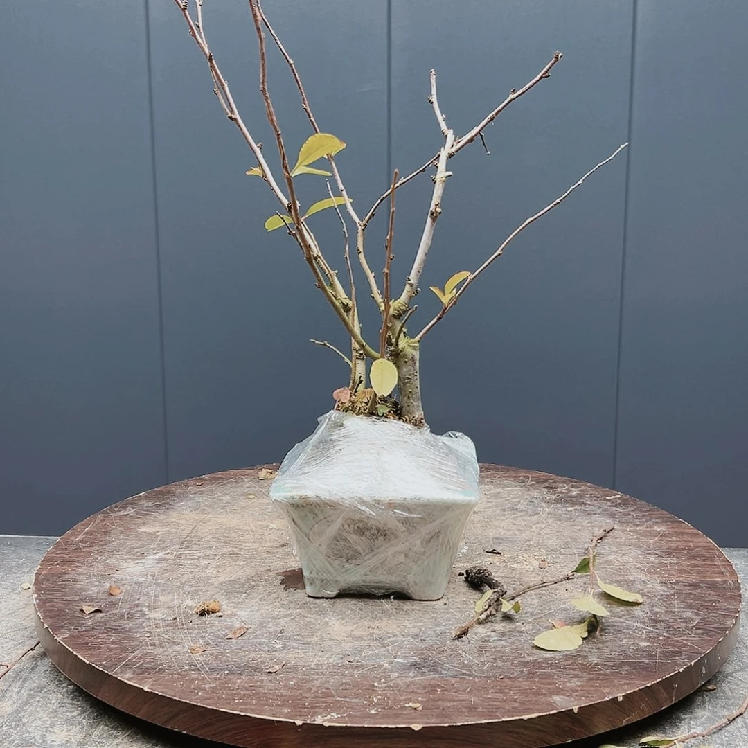 盆景皋月杜鹃5271张*铸