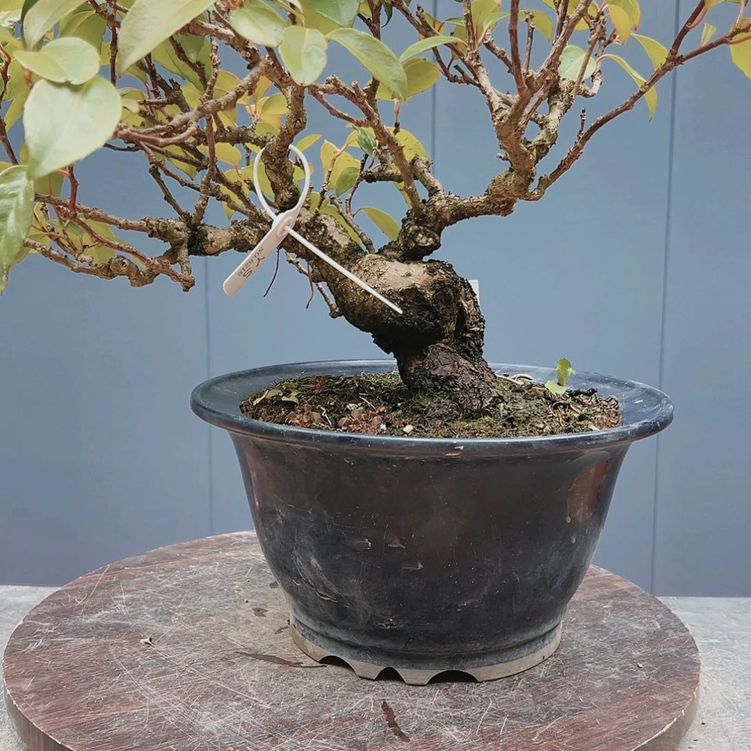 盆景皋月杜鹃8913申*