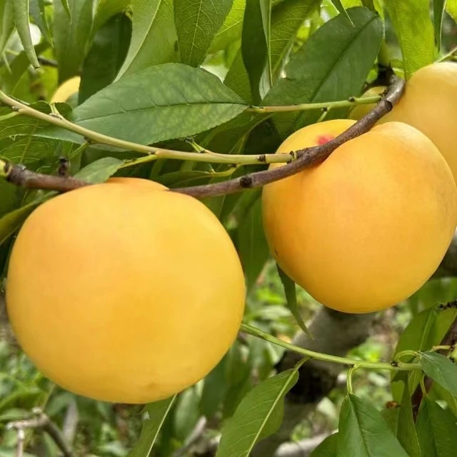 丹东黄金蜜桃黄油桃新鲜应季水果现摘现发约重5.5斤