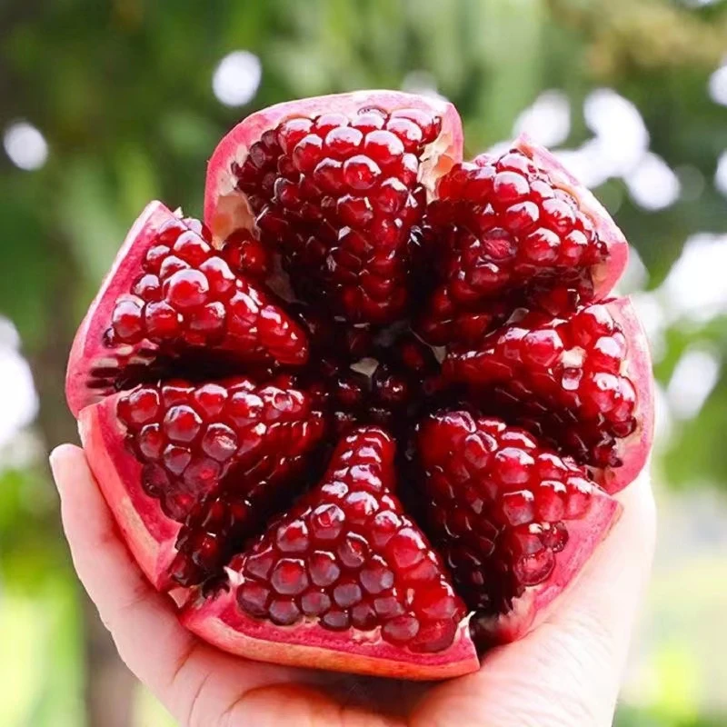 四川会理突尼斯软籽石榴净重4.5-8斤新鲜应季水果坏果包赔清甜