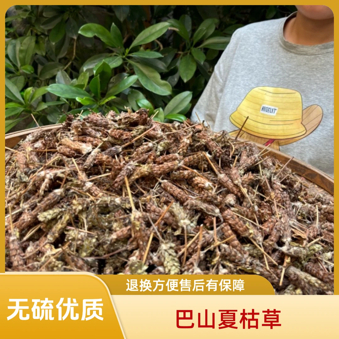 四川大巴山夏枯草夏枯球不熏硫