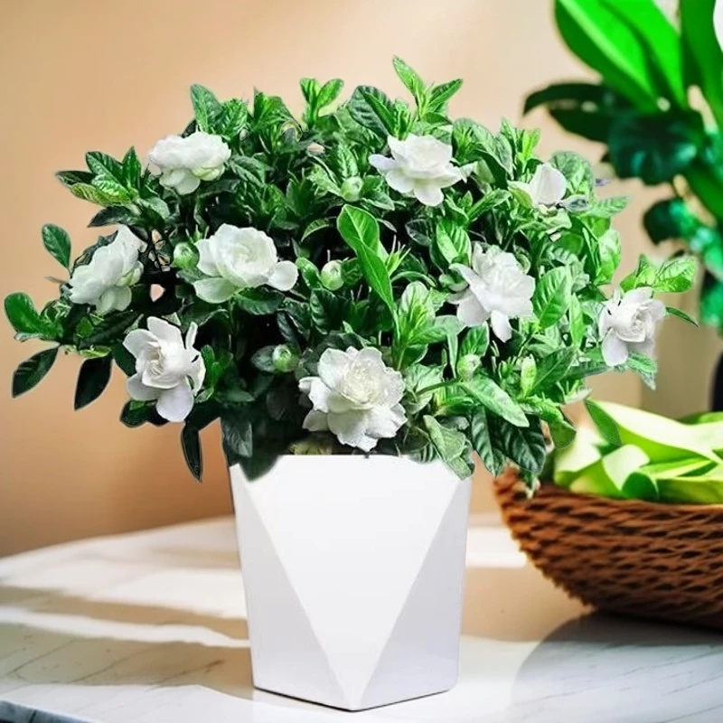 大盆栀子花室内摆放清香绿植开花绿植好养香味植物满盆开花栀子花