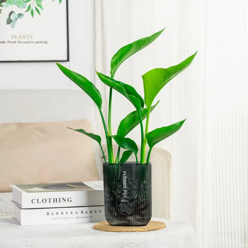 【水培天堂鸟】天堂鸟绿植卧室绿植办公室好养盆栽水培优美创意植物