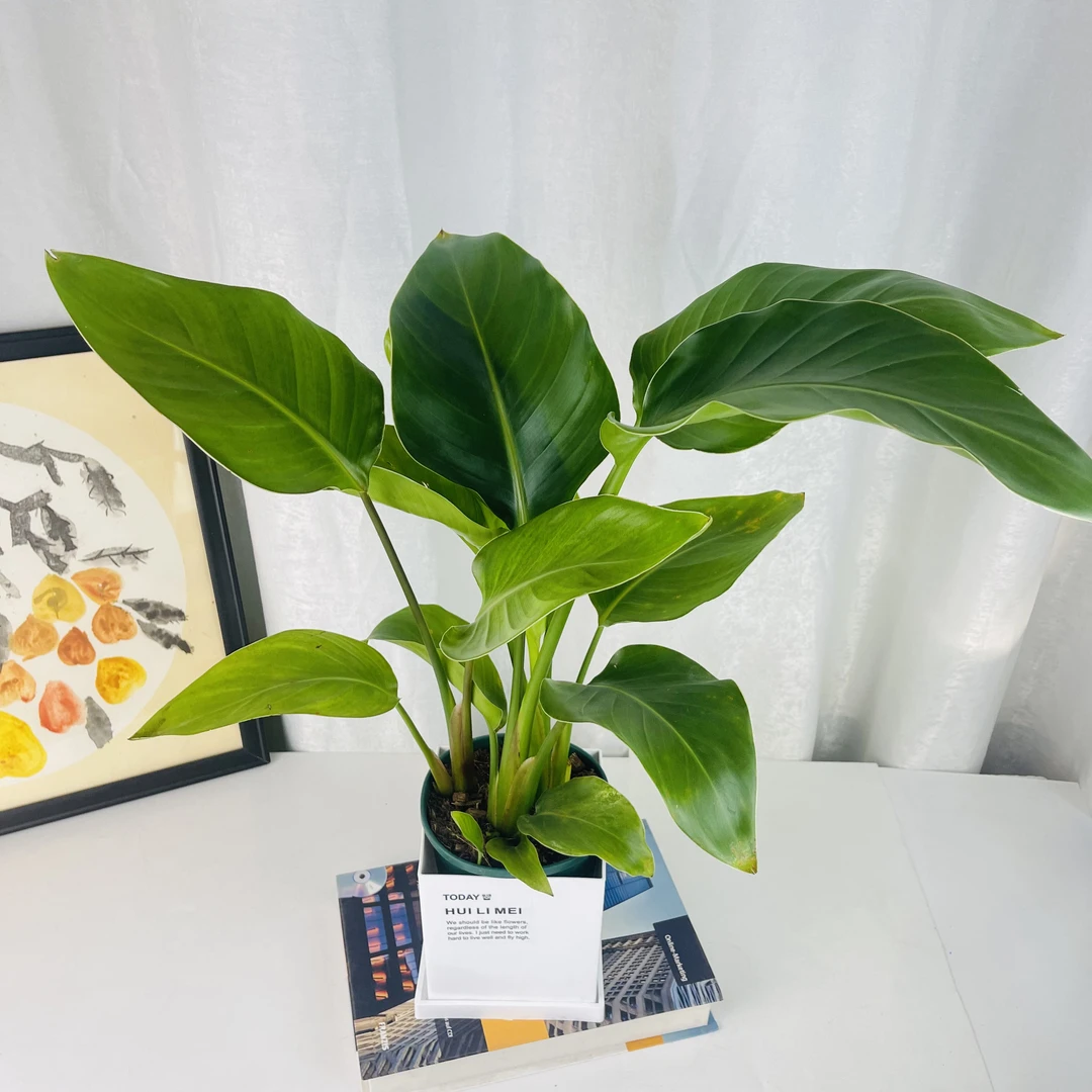 【天堂鸟】室内中型绿植网红植物天堂鸟客厅摆放绿植大叶好养植物