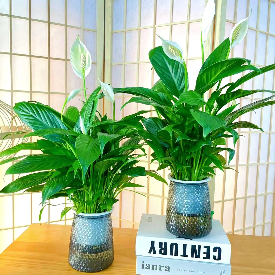 【买一送一】水培白掌一帆风顺好养植物室内开花绿植办公室窗台美观