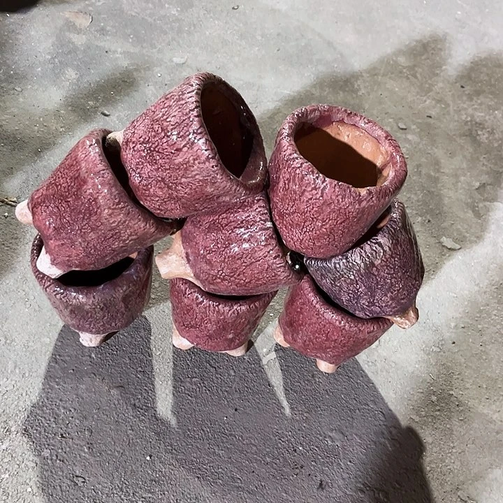 红陶20CM以下花盆花开了