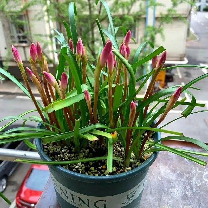 风雨兰种球葱兰重瓣韭兰花苗庭院四季花卉绿植花坛阳台盆栽植物