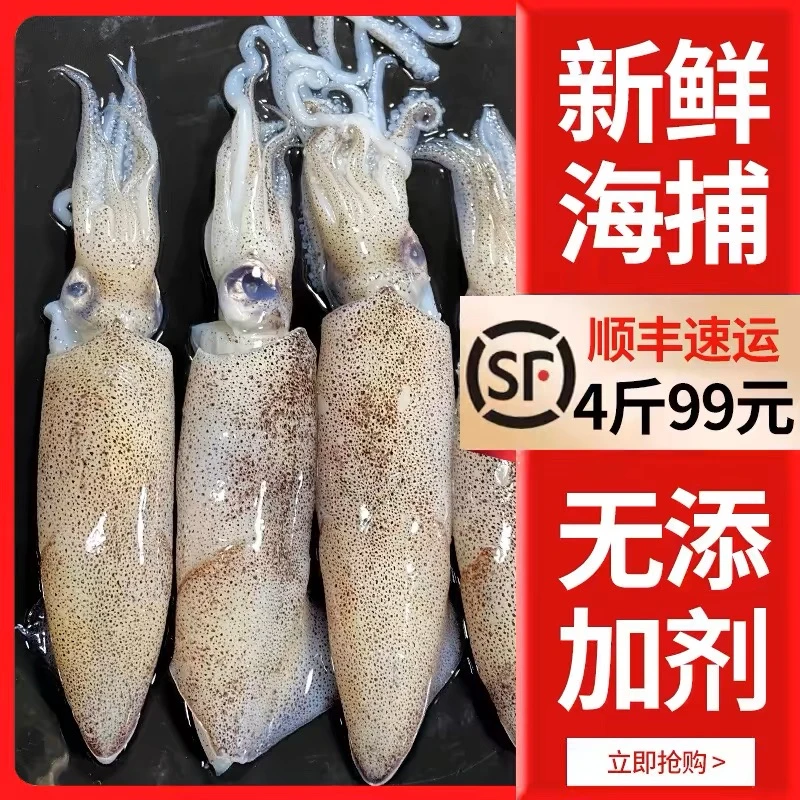 山东日照海捕鲜籽乌 海兔子 笔管鱼4斤装 顺丰包邮