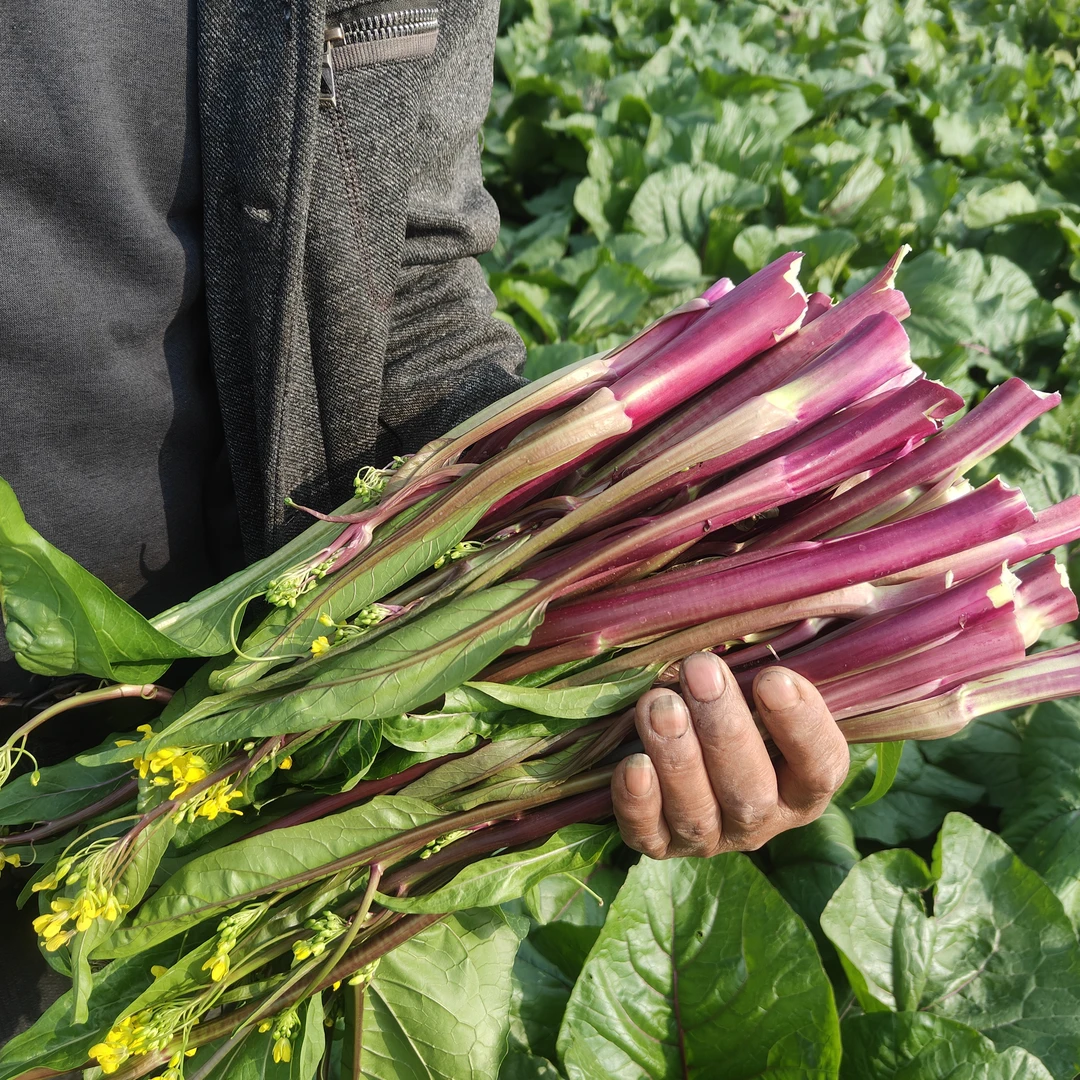 【热卖】农家露天种植红菜苔新鲜现摘打霜红菜苔3斤/5斤装