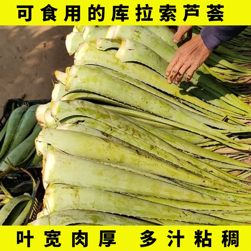 精选可食用库拉索芦荟大叶片美容院灌肤补水敷脸美容护肤项目