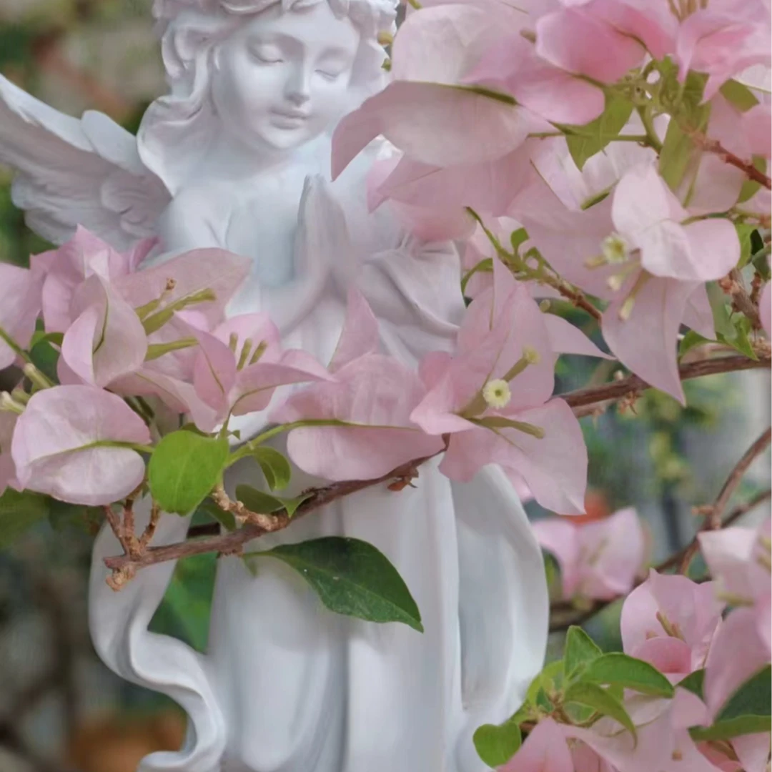 粉天使观赏三角梅