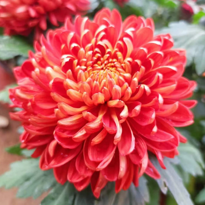 丽金 大红色 大花菊苗带花苞发货