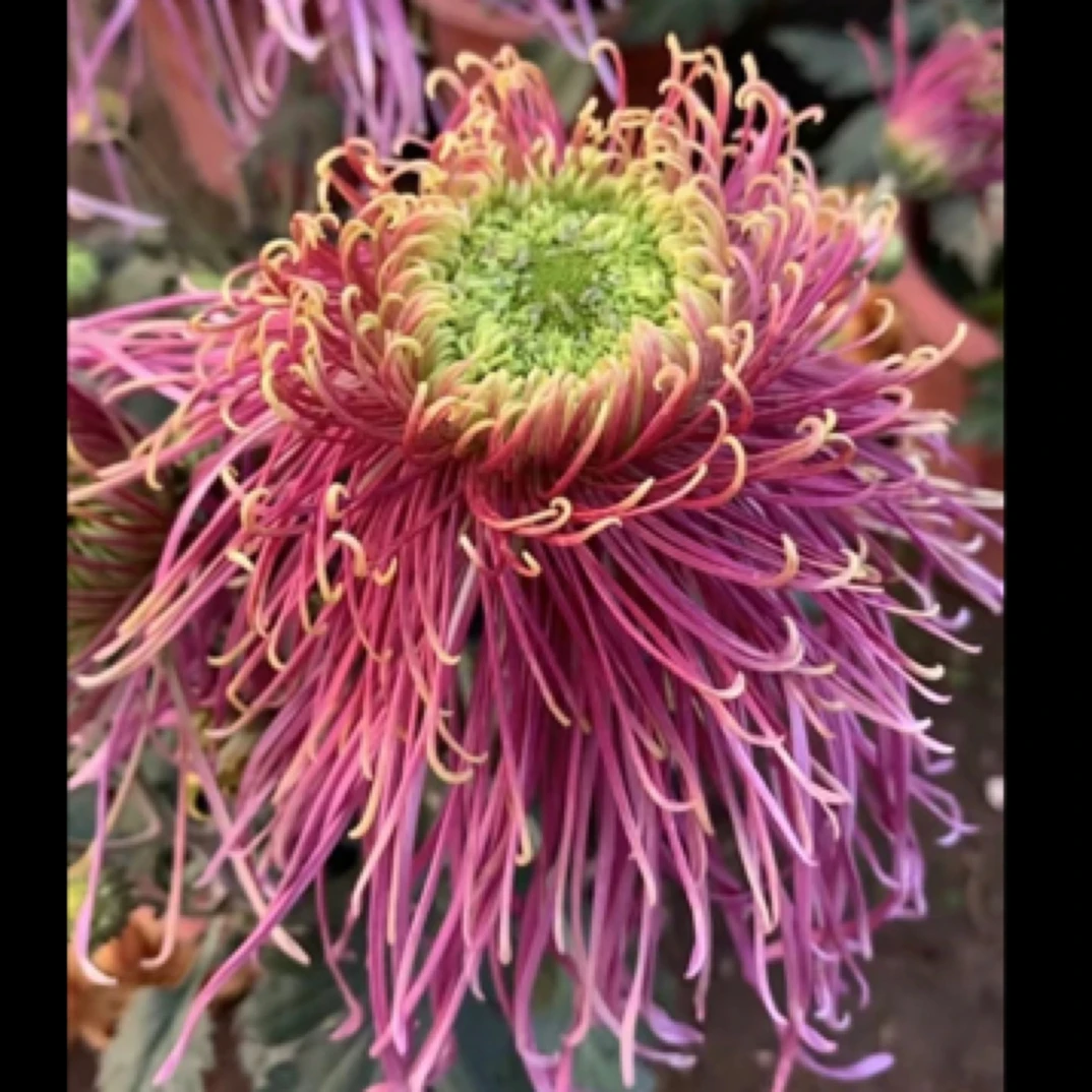 山海星空 新品 稀少品种菊花盆栽带花苞花苗不含盆