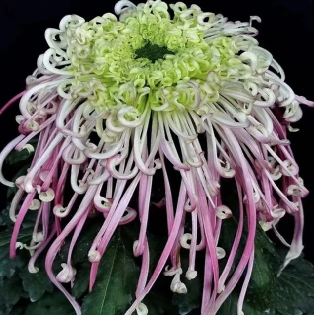 沽水流霞新品大花菊花带花苞好养护