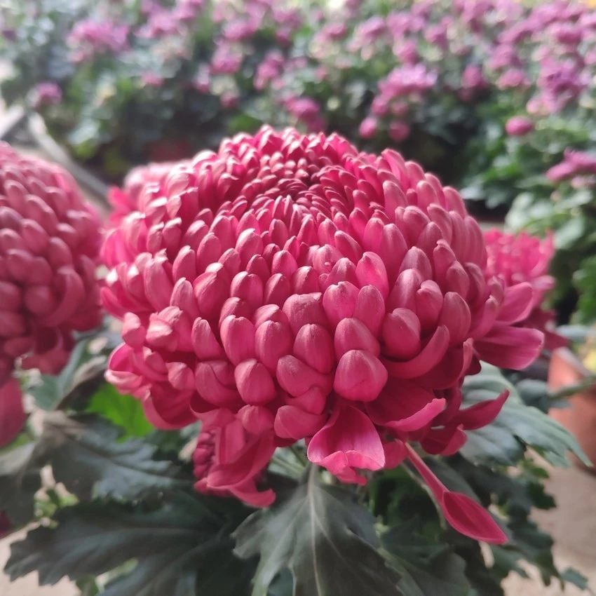 红绣球大花花盆栽带花苞花苗九月菊（不含盆）