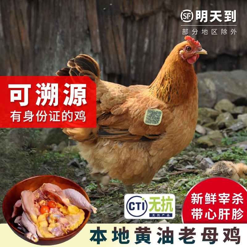 高山散养新鲜无抗老母鸡整只1000g  带电子身份证认证老母鸡