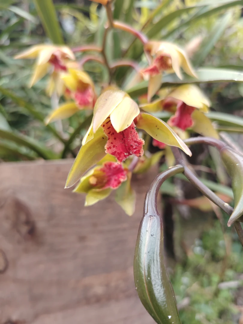 腾冲本地兰草一物一拍