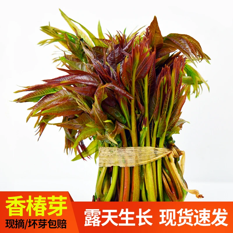 2024陕南鲜嫩头茬香椿保鲜发货现摘现发新鲜嫩芽