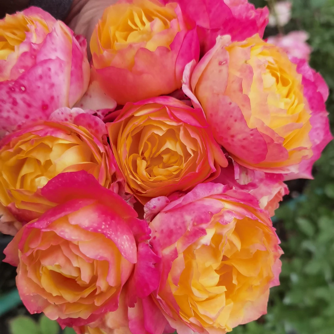 【温馨美人】阳台开花树桩月季新品美人阳台夏季大花月季切花棒棒糖