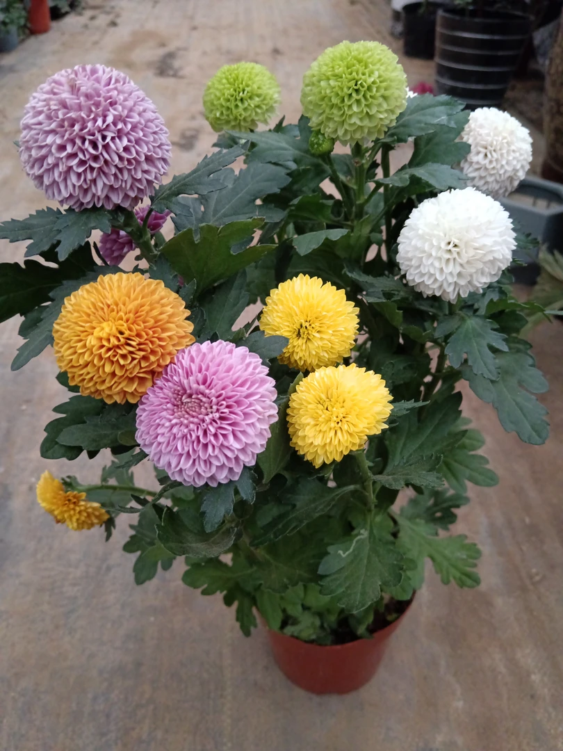 乒乓菊，四季开花