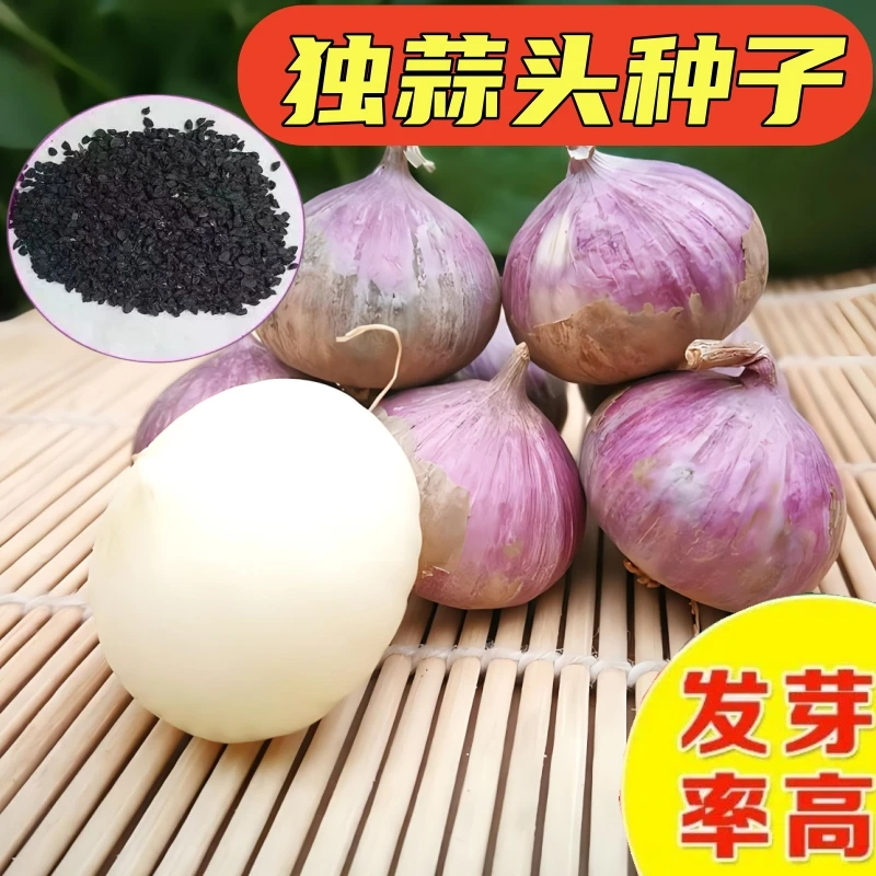 农家紫皮独头蒜种子阳台小院种植盆栽蔬菜蒜种籽