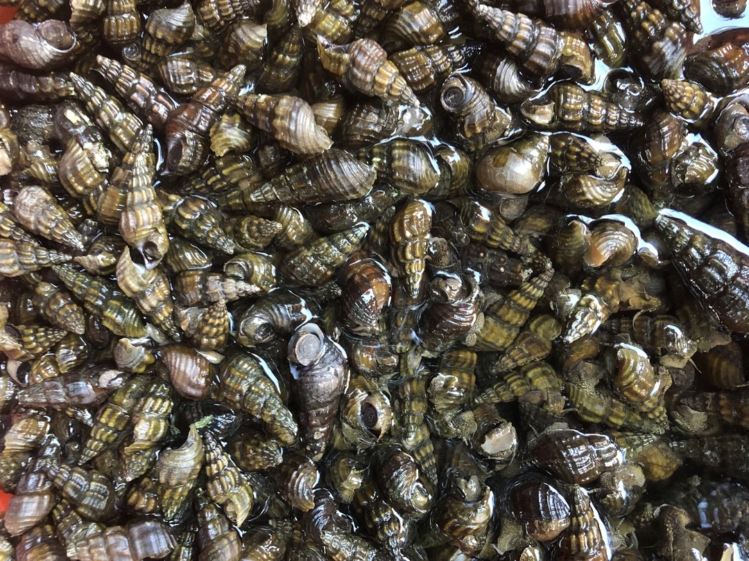 桂林漓江河鲜钮螺鬼螺山坑螺