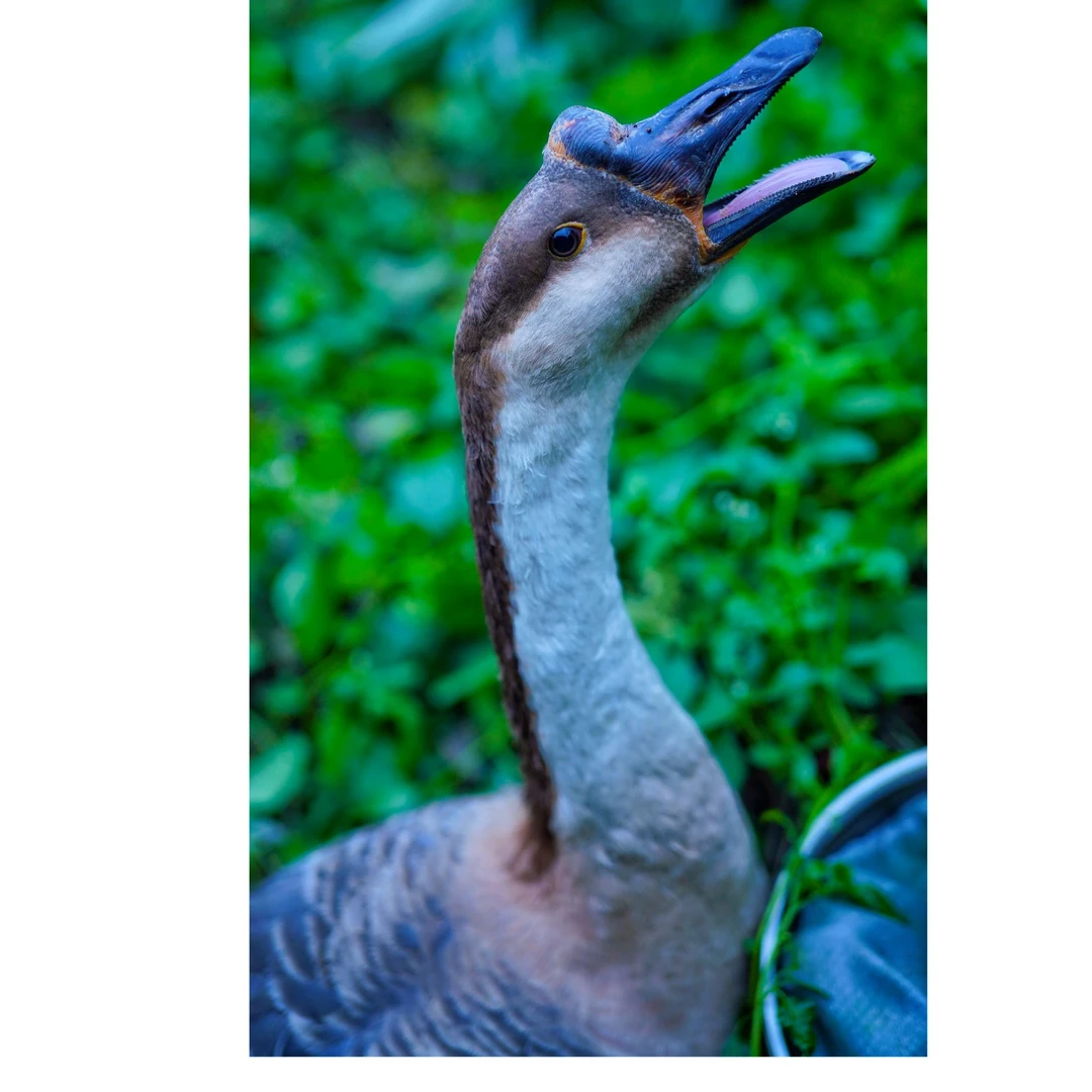 农村纯粮散养土鹅（直播间竞价改价链接）