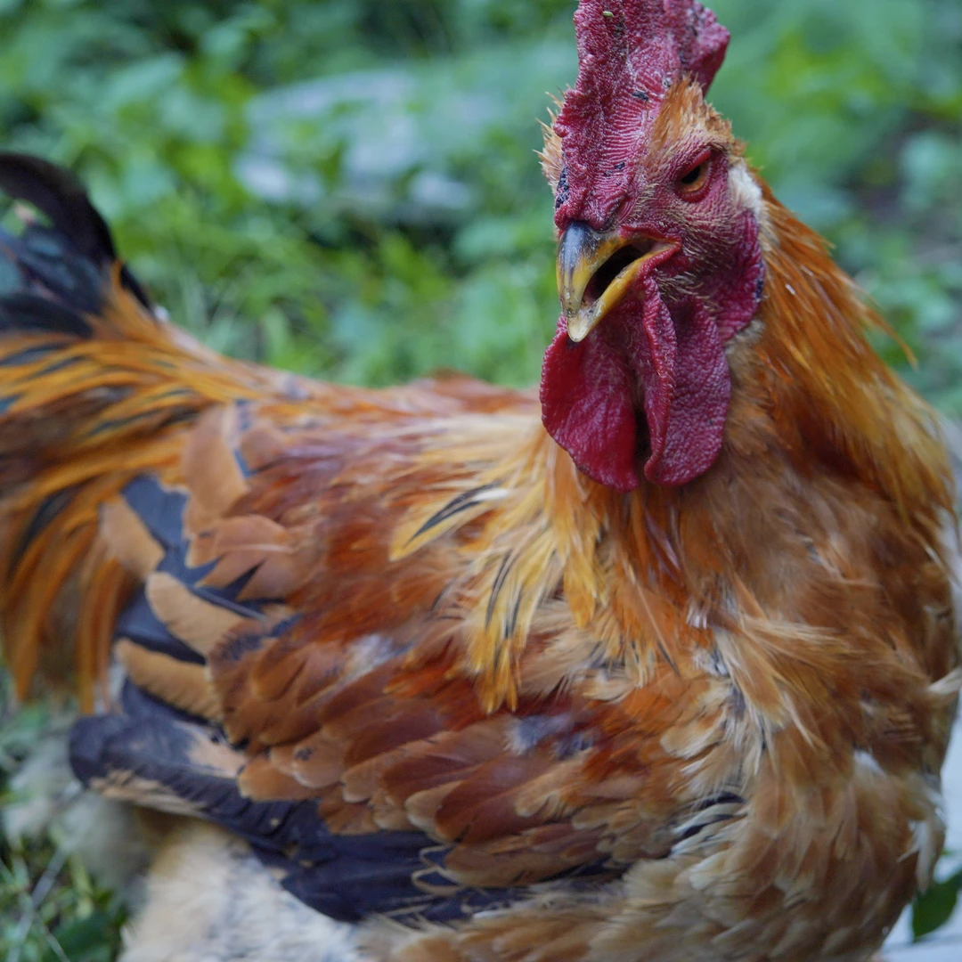 农村散养八八二肉公鸡（直播间改价链接） 包冰率20%-25%