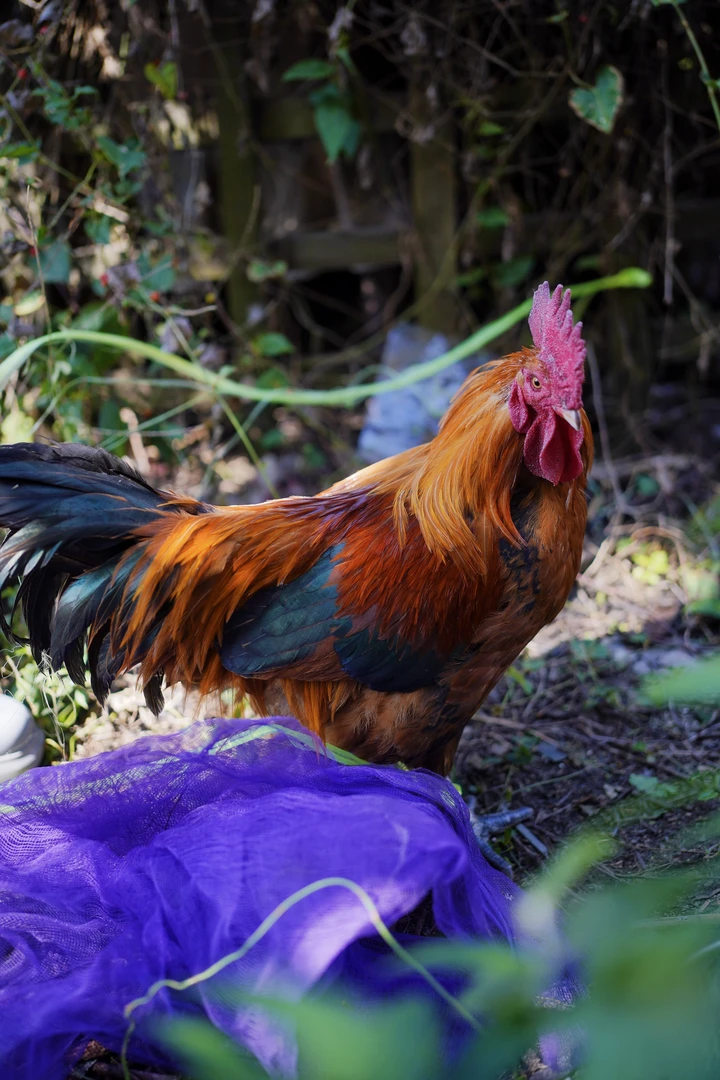 农村纯粮散养土鸡（直播间竞价改价链接）