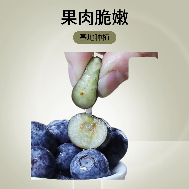 山东蓝莓 玫瑰花香脆甜新鲜现摘现卖京东冷链宝宝辅食