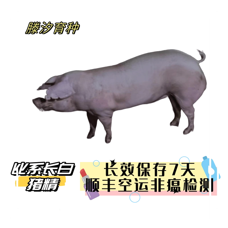 比系使用长白公猪一次性全国猪精稀释发货优质