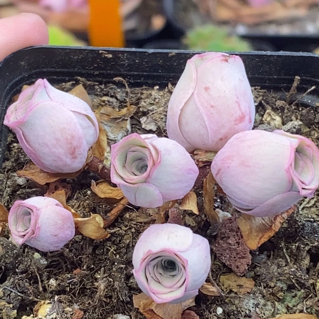 777半城玫瑰鹿兜