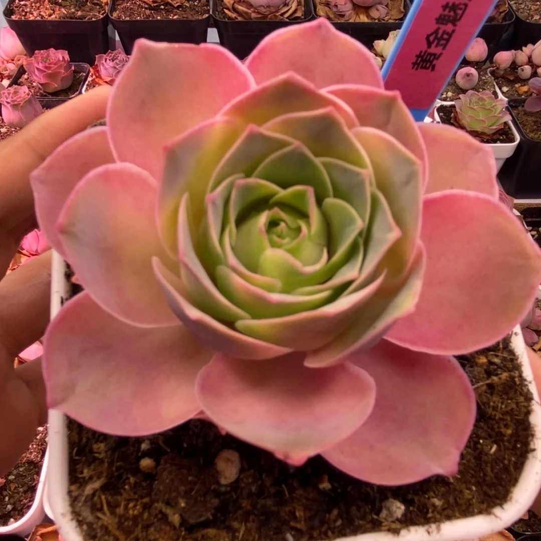 795半城玫瑰魅影