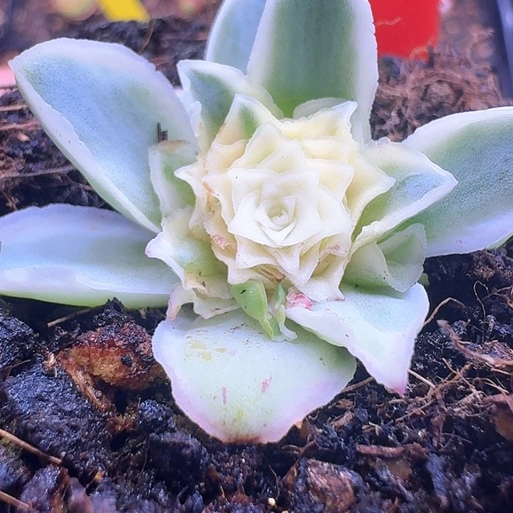 Y605半城玫瑰秋夕锦