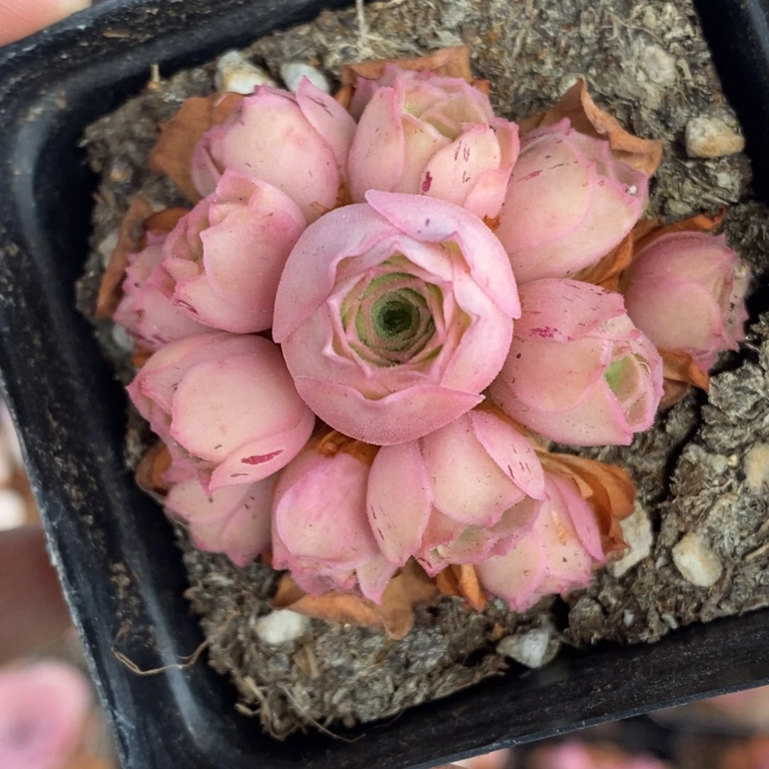 698半城玫瑰甜言