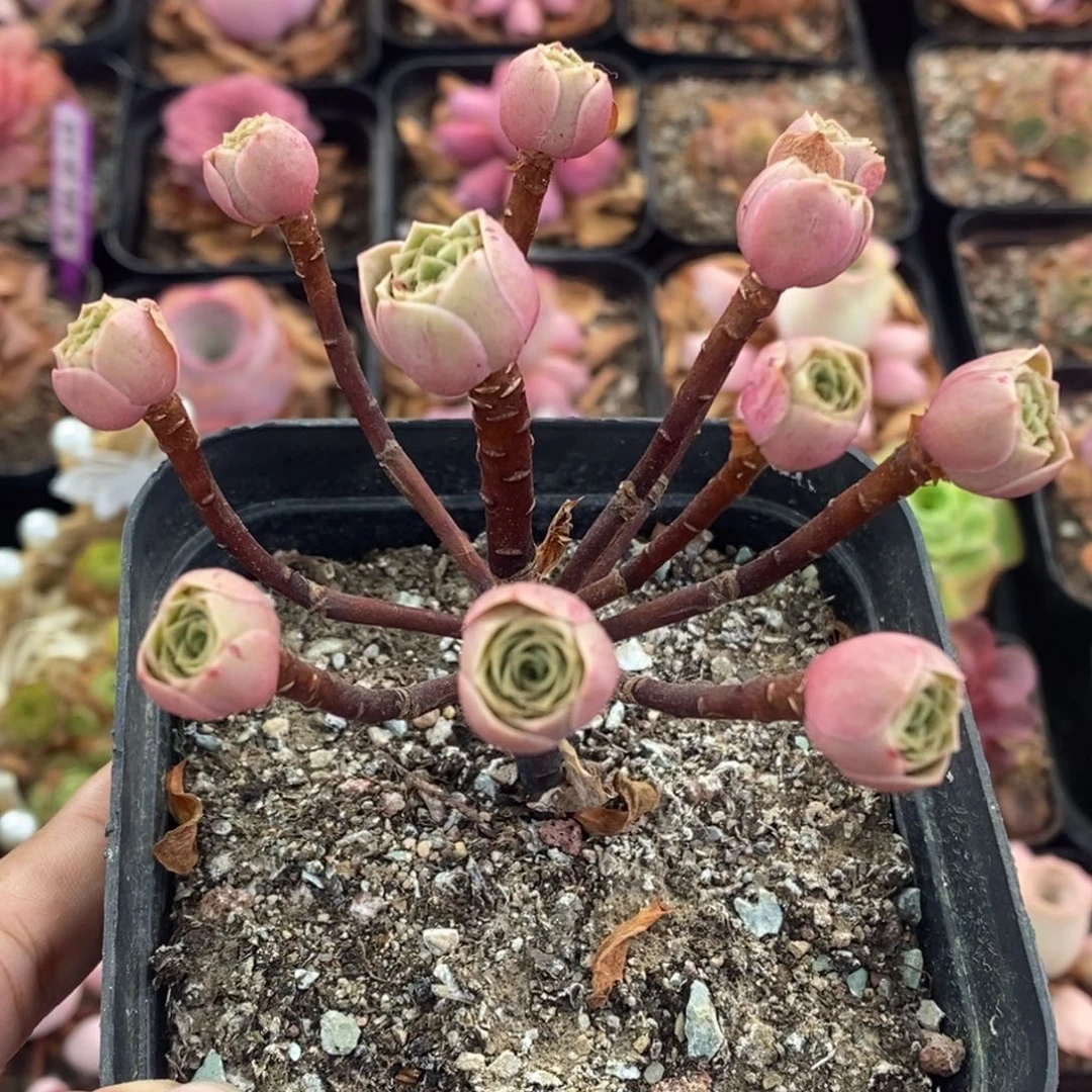703半城玫瑰小树