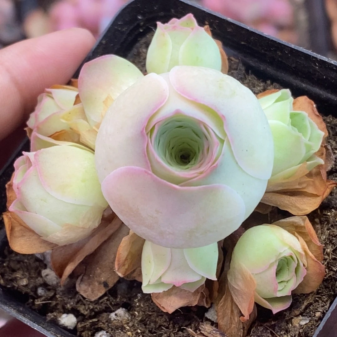 Y517半城玫瑰鹿兜