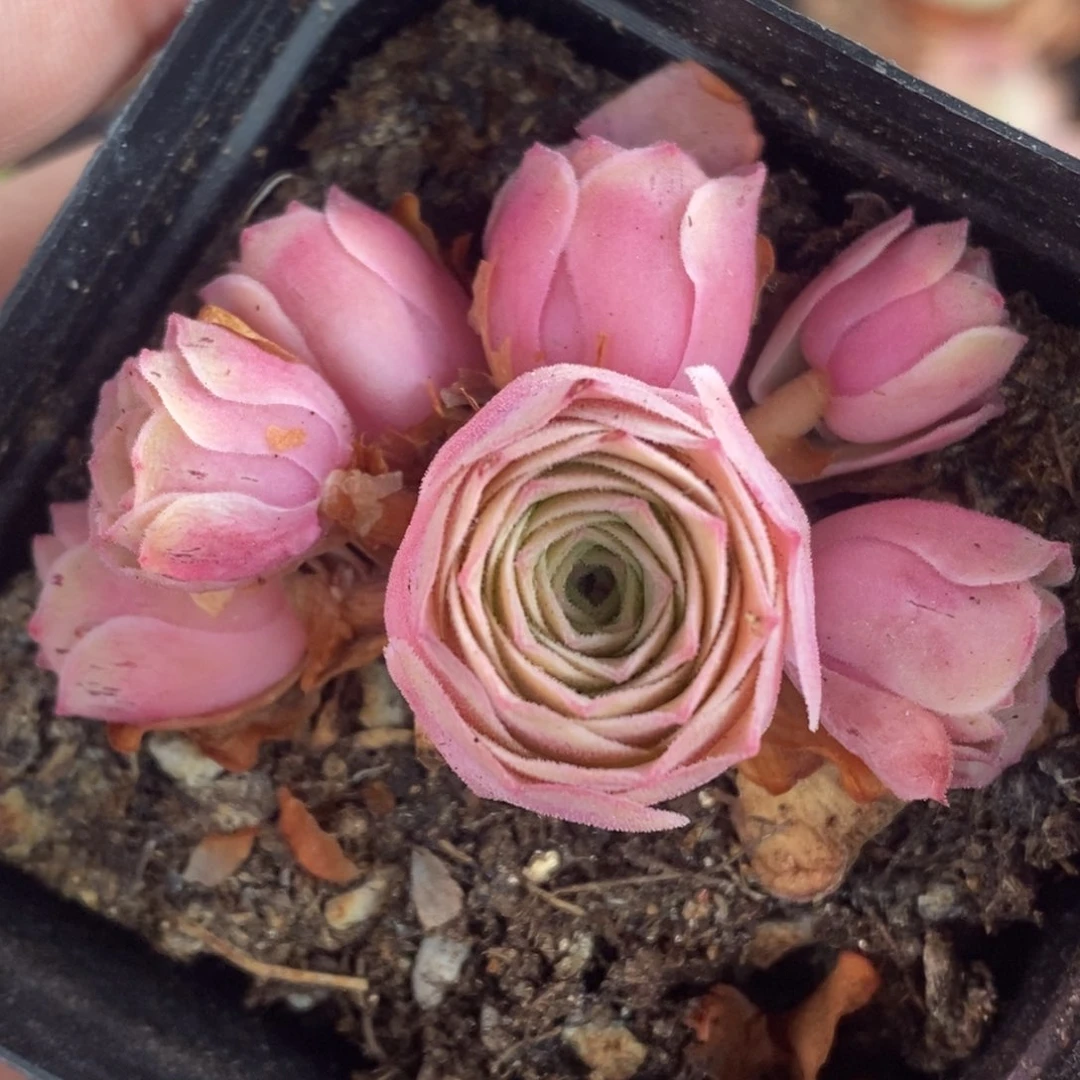 773半城玫瑰甜言