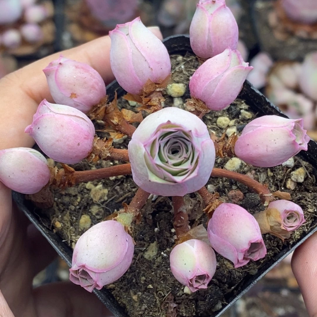 Y470半城玫瑰鹿兜