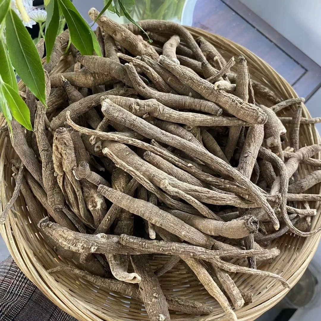 甜当归中药材云南大理野生西归
