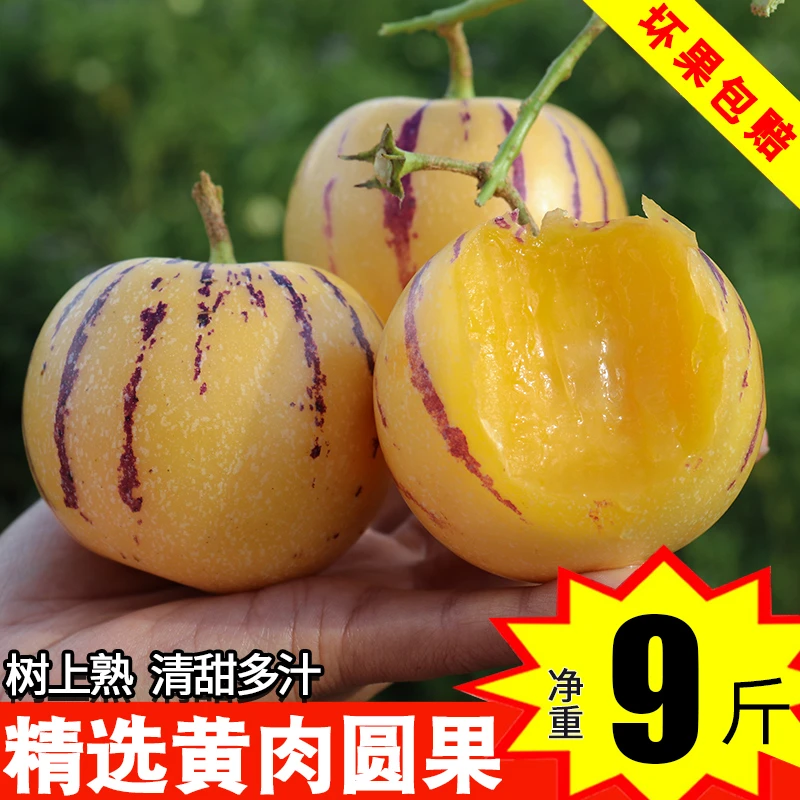 【泡沫箱发货】云南人参果3.5.9斤圆果水果新鲜人叁果人生果树熟