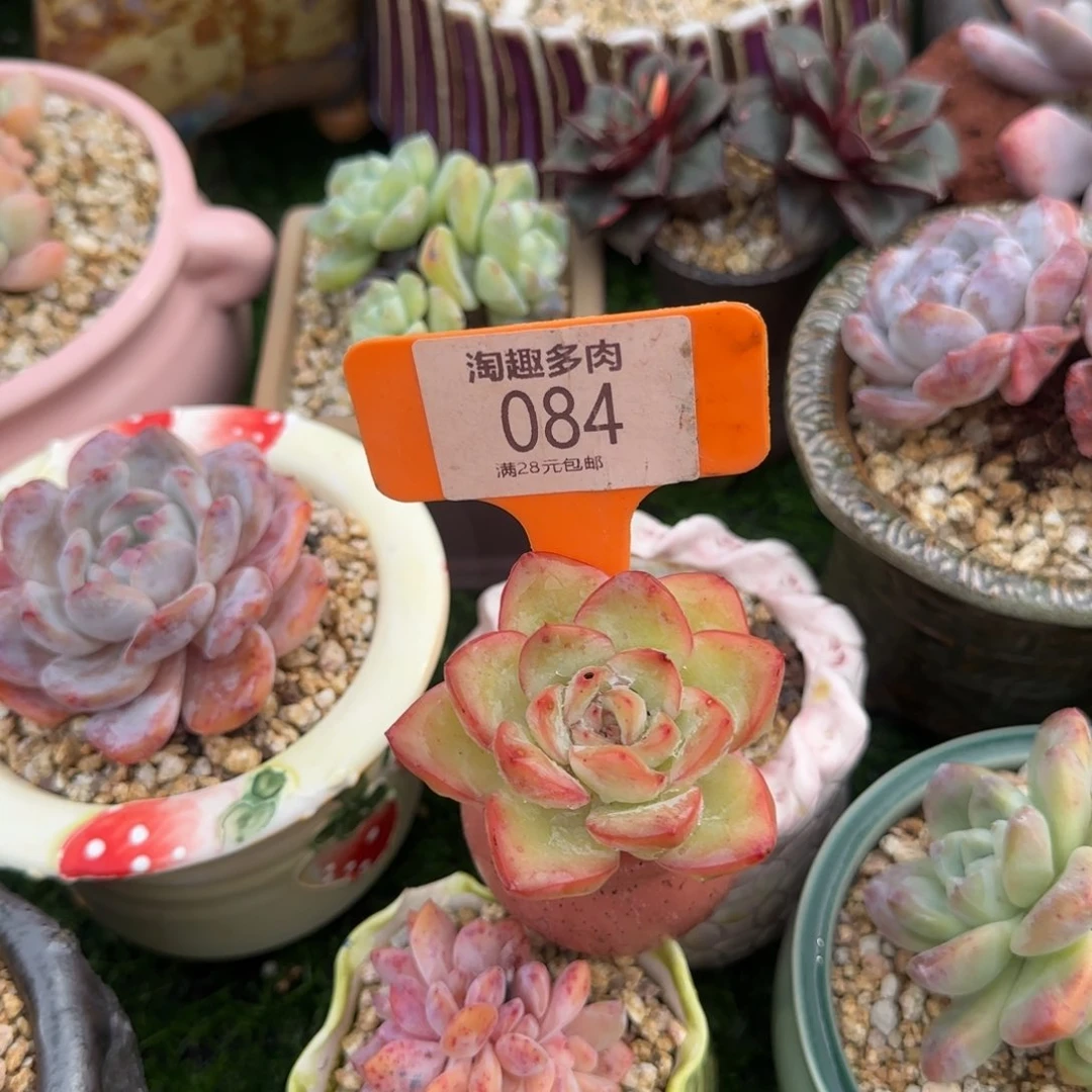 多肉植物草莓泡芙