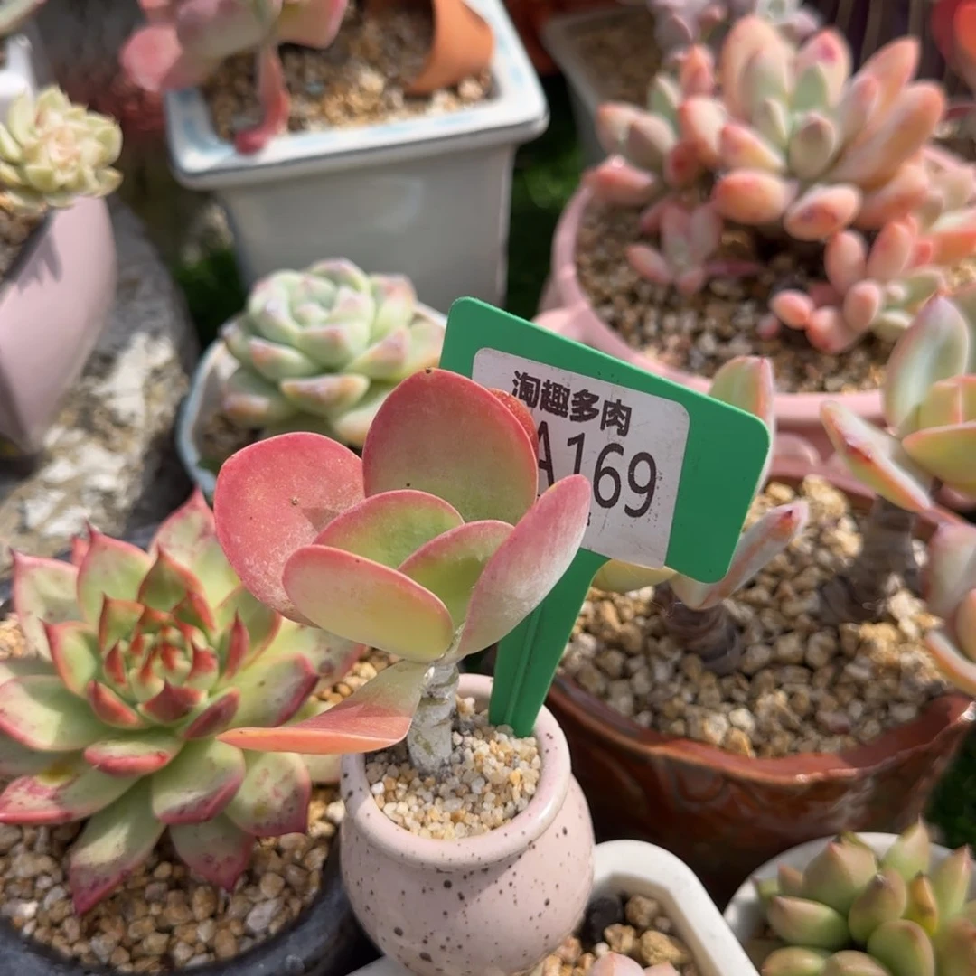 多肉植物糖硬老庄