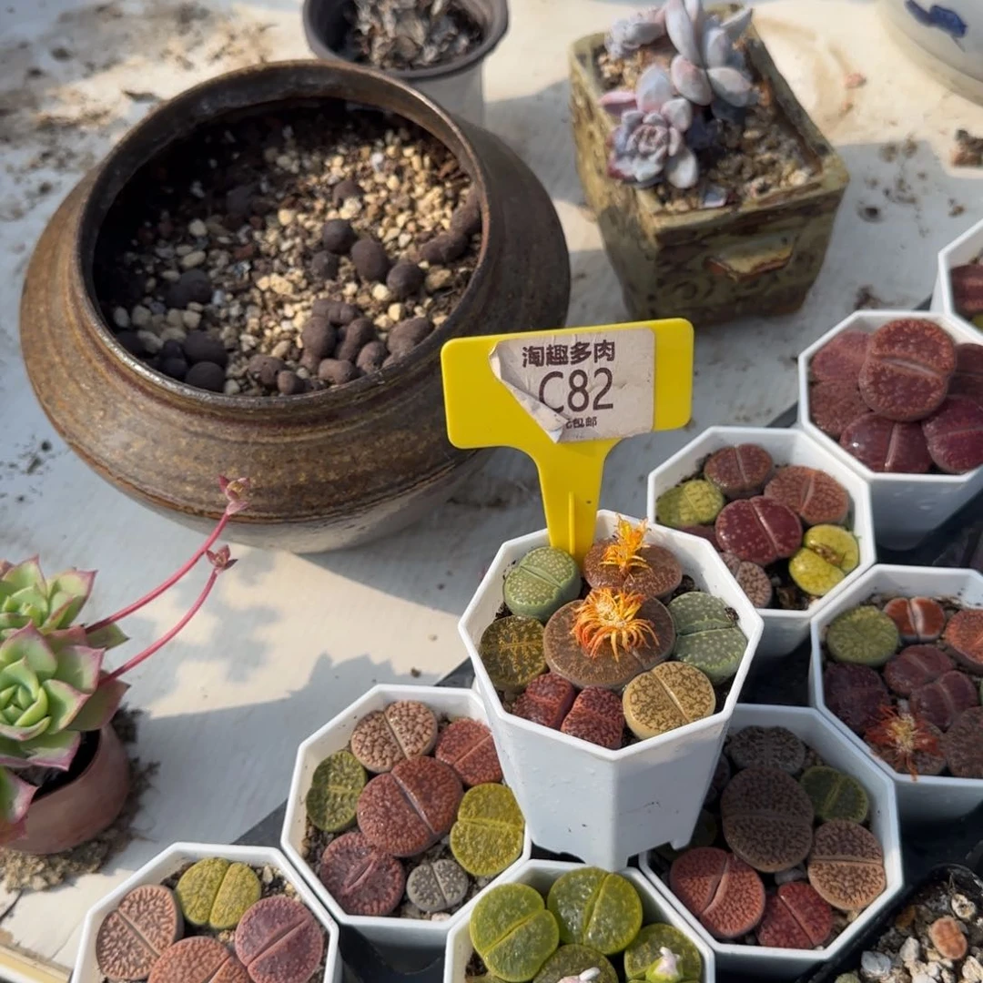 多肉植物生石花彩色