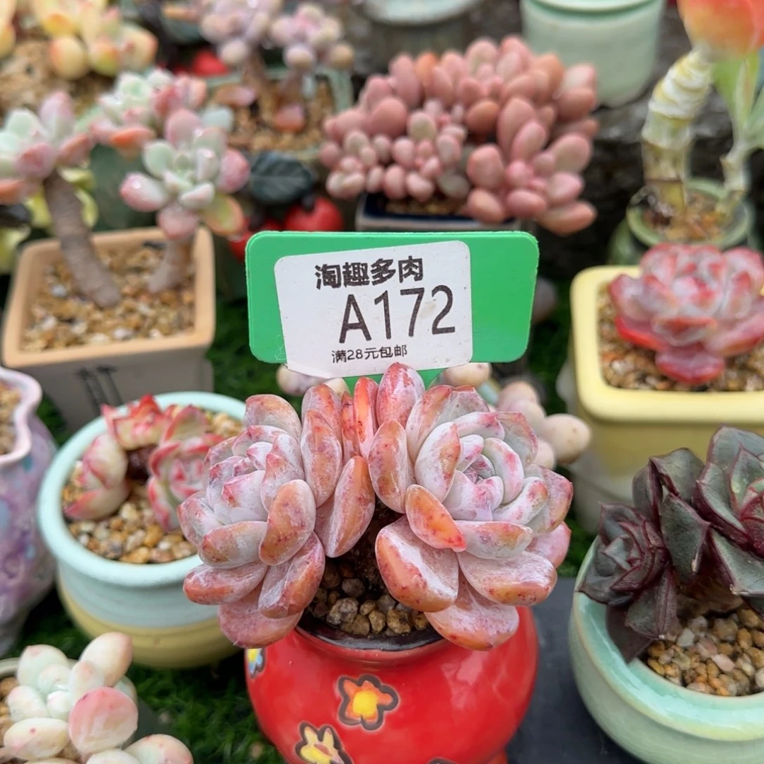 多肉植物雪天使双头