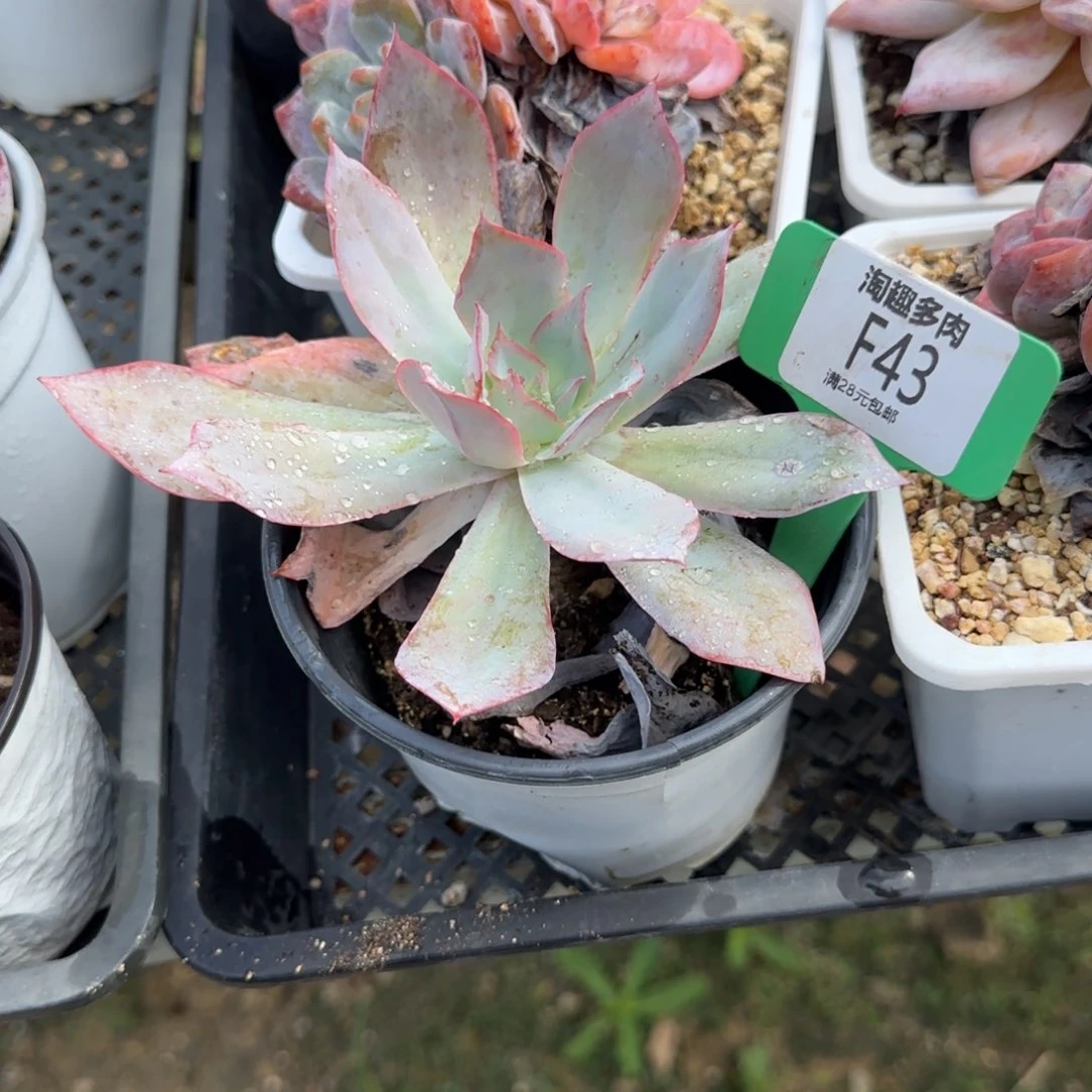 多肉植物蓝光弹头