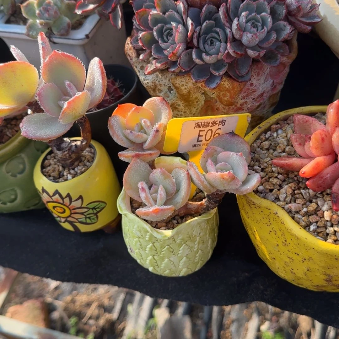 多肉植物白凤重生老庄