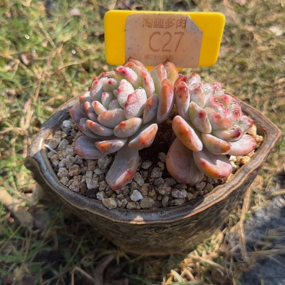 多肉植物石榴籽双头